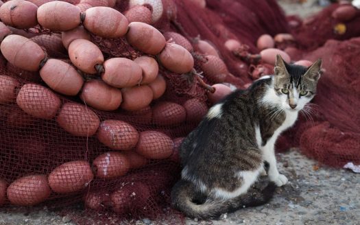 Eucalyptus Ethnic Hotel & Spa - 38 couchages - Maroc | Cosy Places Luxe par C&C